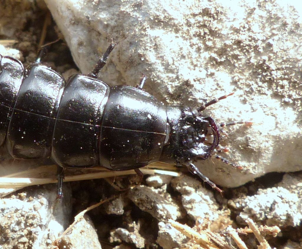 Che cos'' ?? Larva di Carabus sp.